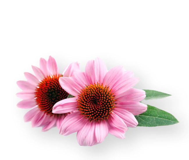 Vrijstaand beeld roze bloemen.